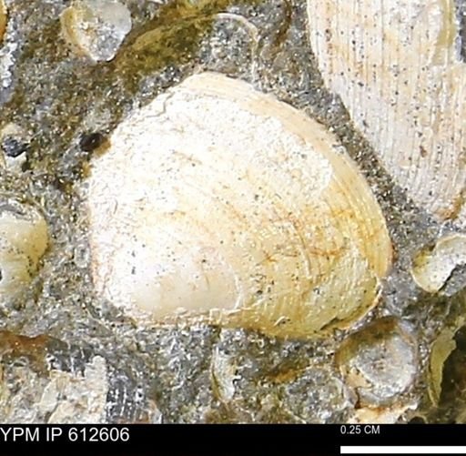Limopsis striatopunctatus