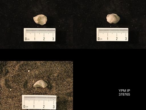 Marginifera wabashensis