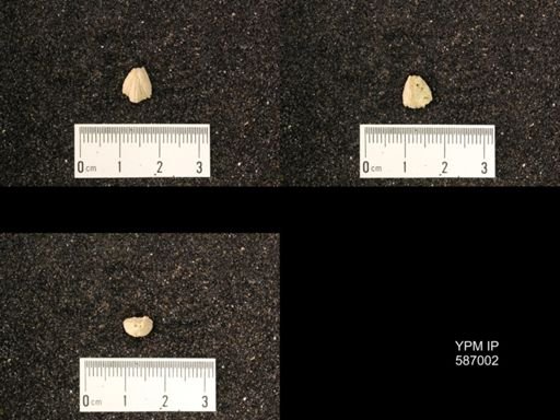 Rhynchotrema anticostiensis