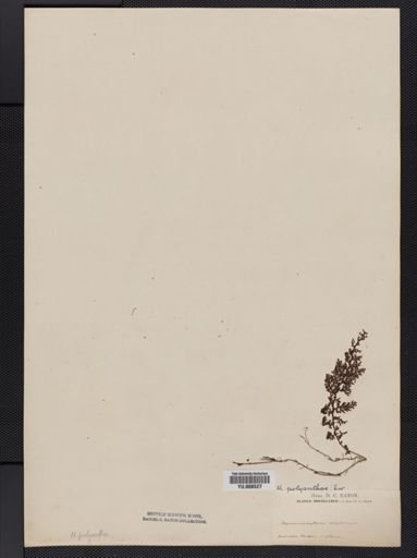 Hymenophyllum polyanthos