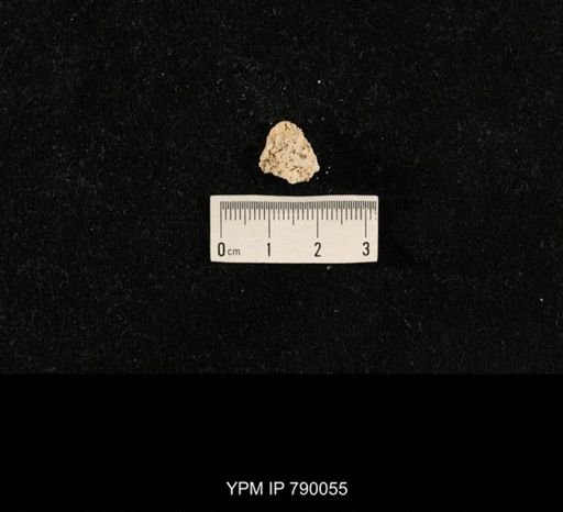 undet. Brachiopoda; shell hash with