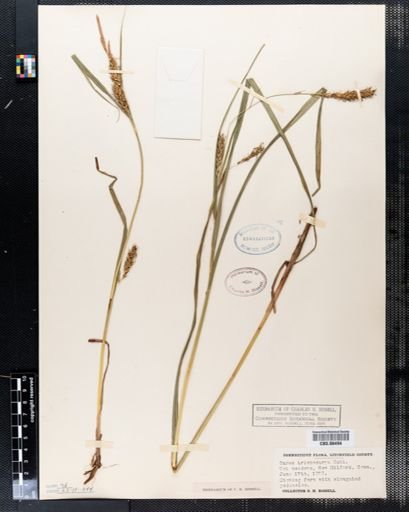 Carex trichocarpa