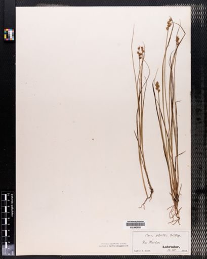 Carex sterilis