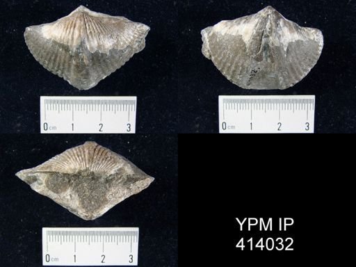 Spinocyrtia sp.