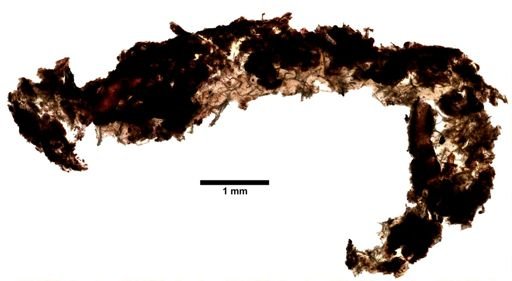 Haliclona canaliculata
