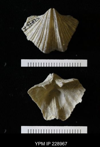 Neospirifer kansasensis