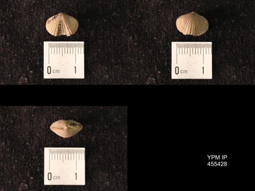 Platystrophia morrowensis