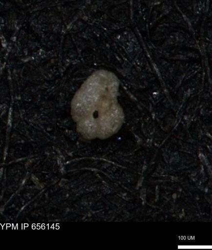 Alveolophragmium linki