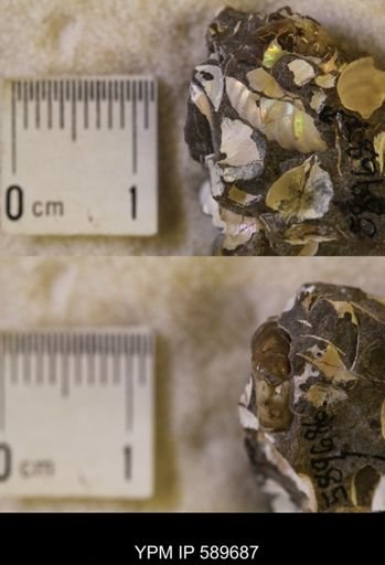 undet. Scaphitidae