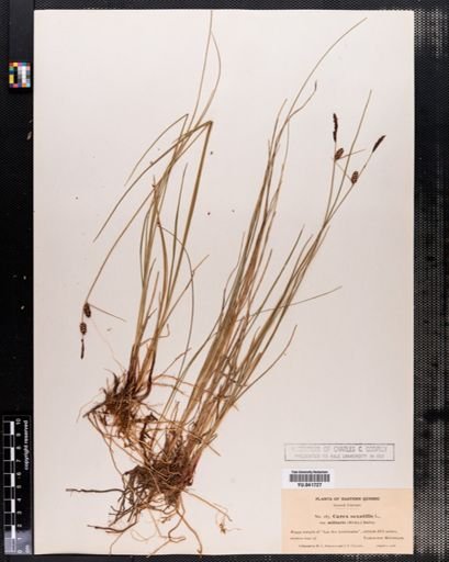 Carex saxatilis
