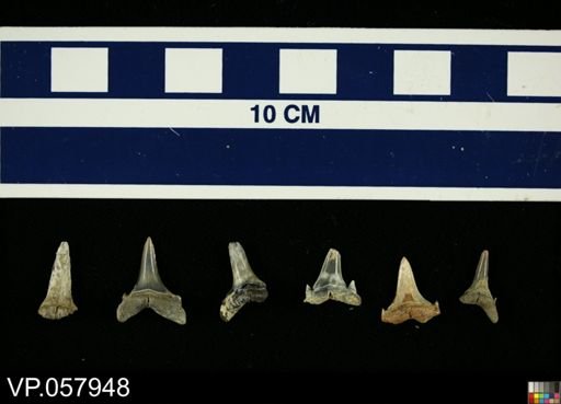 Elasmobranchii