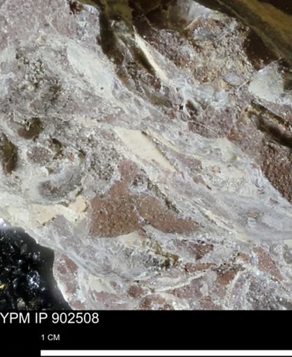 undet. Mollusca