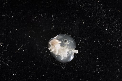 Celleporina