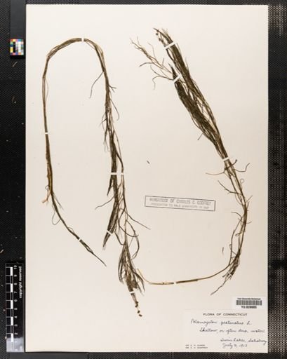 Potamogeton pectinatus
