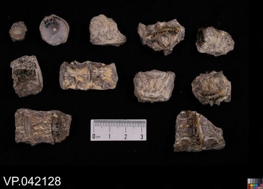 undet. Stratodontidae