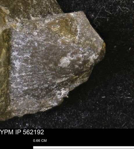 Oxytoma (Hypoxytoma) sp.