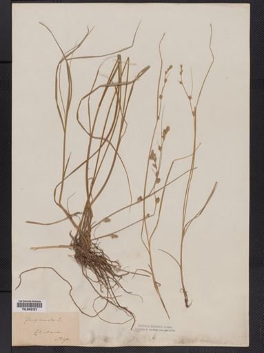 Carex