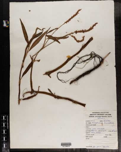 Plantae