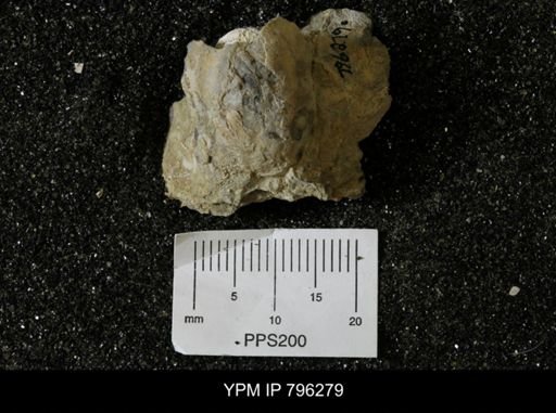 Inoceramus barabini