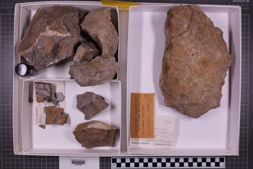 mixed taxa, stratigraphic collection