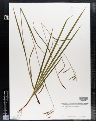 Carex gracillima