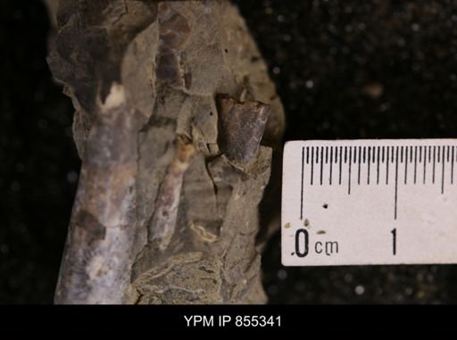 Baculites sp.