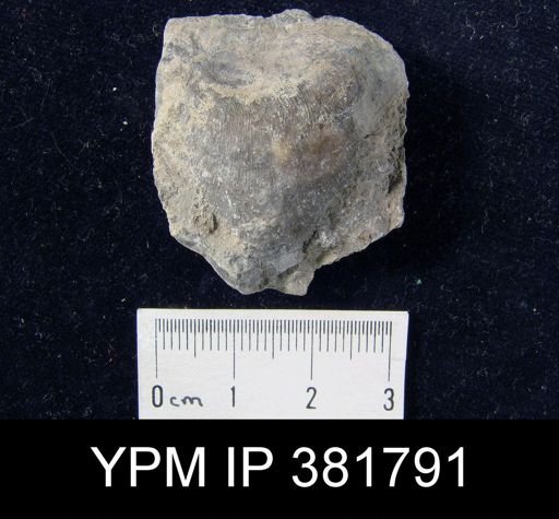 Strophomena semiovalis