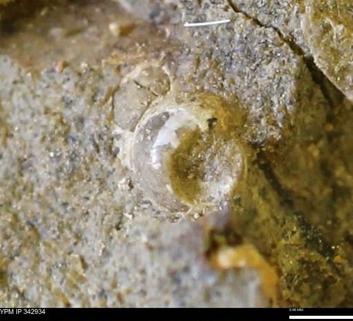 undet. Gastropoda