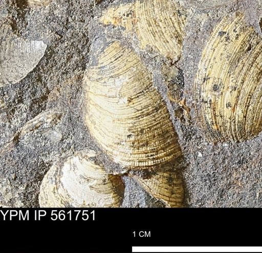 Limopsis sp.