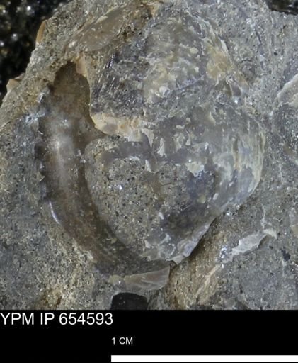 undet. Mollusca