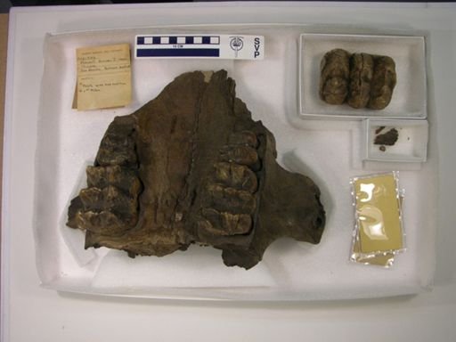 Mammut borsoni?
