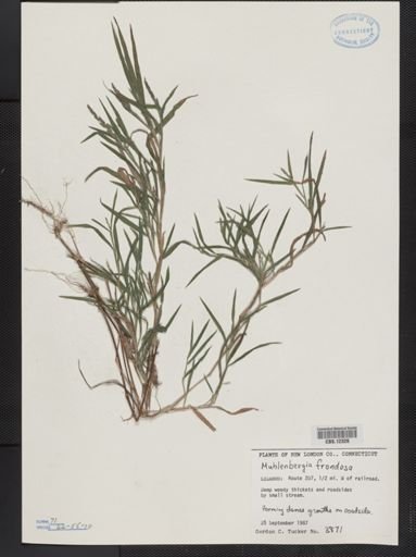 Muhlenbergia frondosa