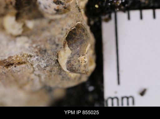 undet. Gastropoda