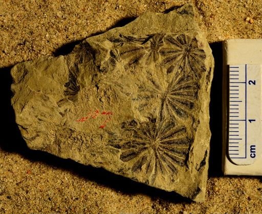 Annularia stellata