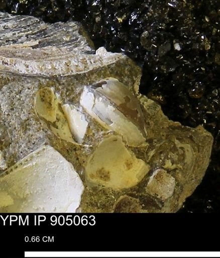 Corbulamella sp.
