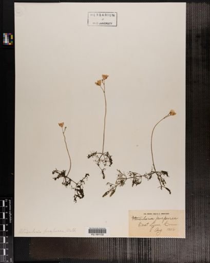 Plantae