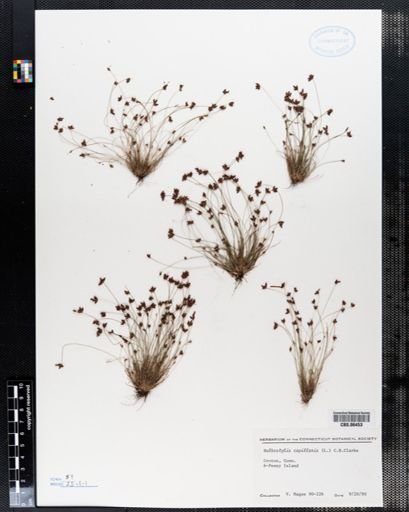 Bulbostylis capillaris