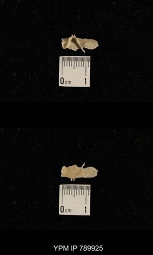 undet. Brachiopoda