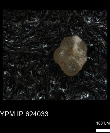 undet. Foraminiferida