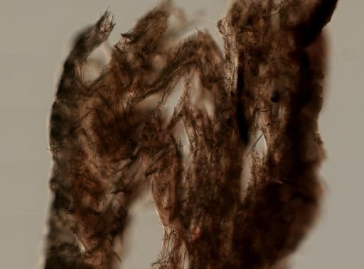 Halichondria panicea