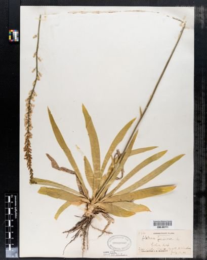 Aletris farinosa