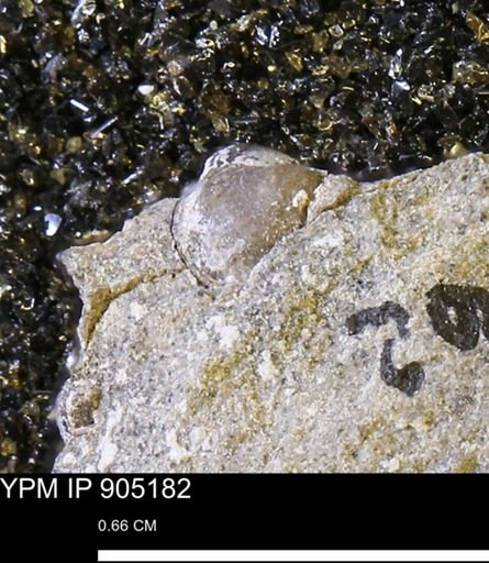 undet. Bivalvia