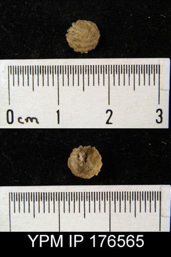 Crania sp.