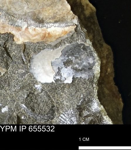 undet. Bivalvia