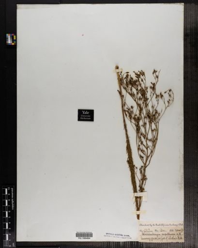 Plantae