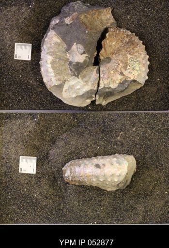 Discoscaphites gulosus