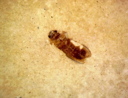 undet. Coleoptera