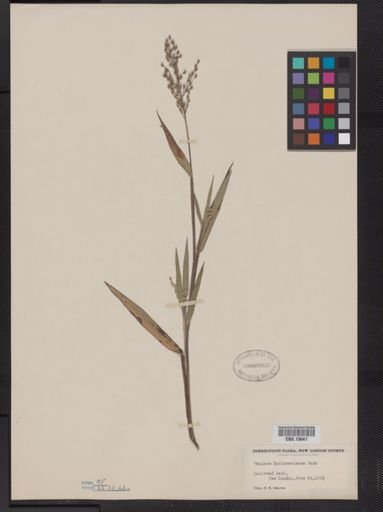 Panicum oligosanthes