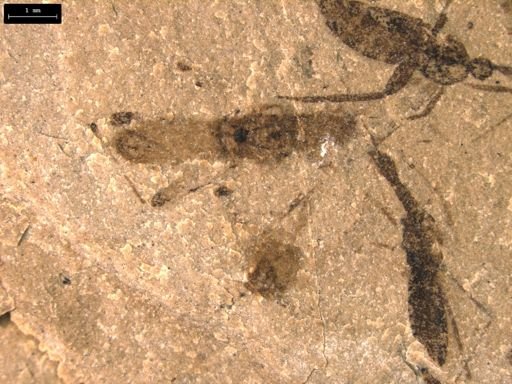 taxon undetermined