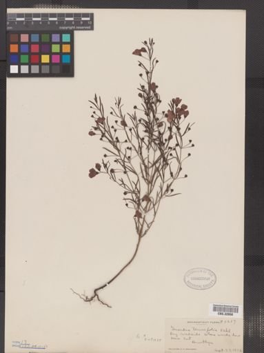 Agalinis tenuifolia